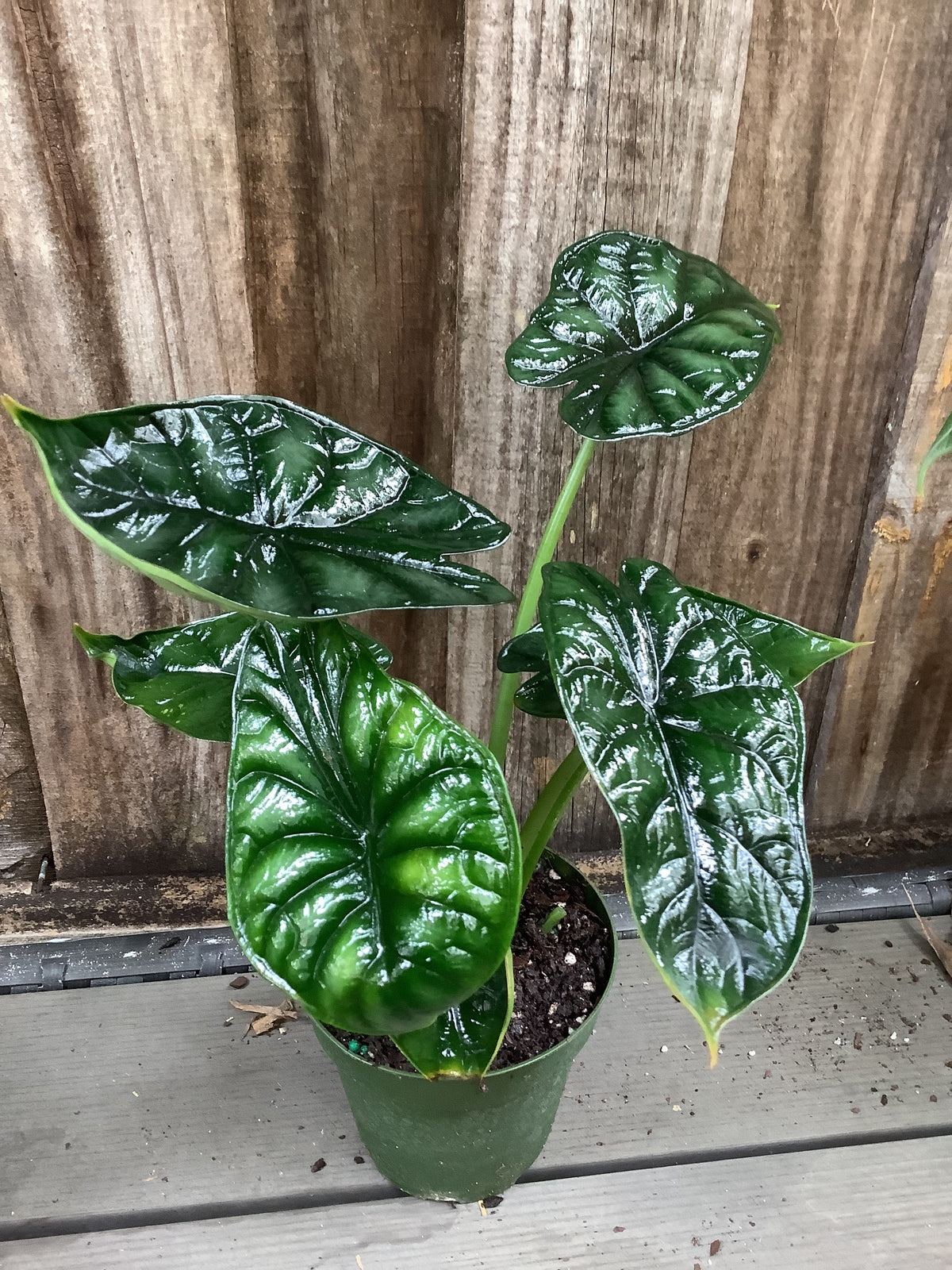 Alocasia 'Dragon Scale' | 4" Pot