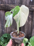 Monstera 'Albo Borsigiana' | 3" Pot