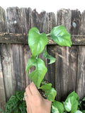 Mini Monstera (Rhaphidophora tetrasperma) | 3" Pot