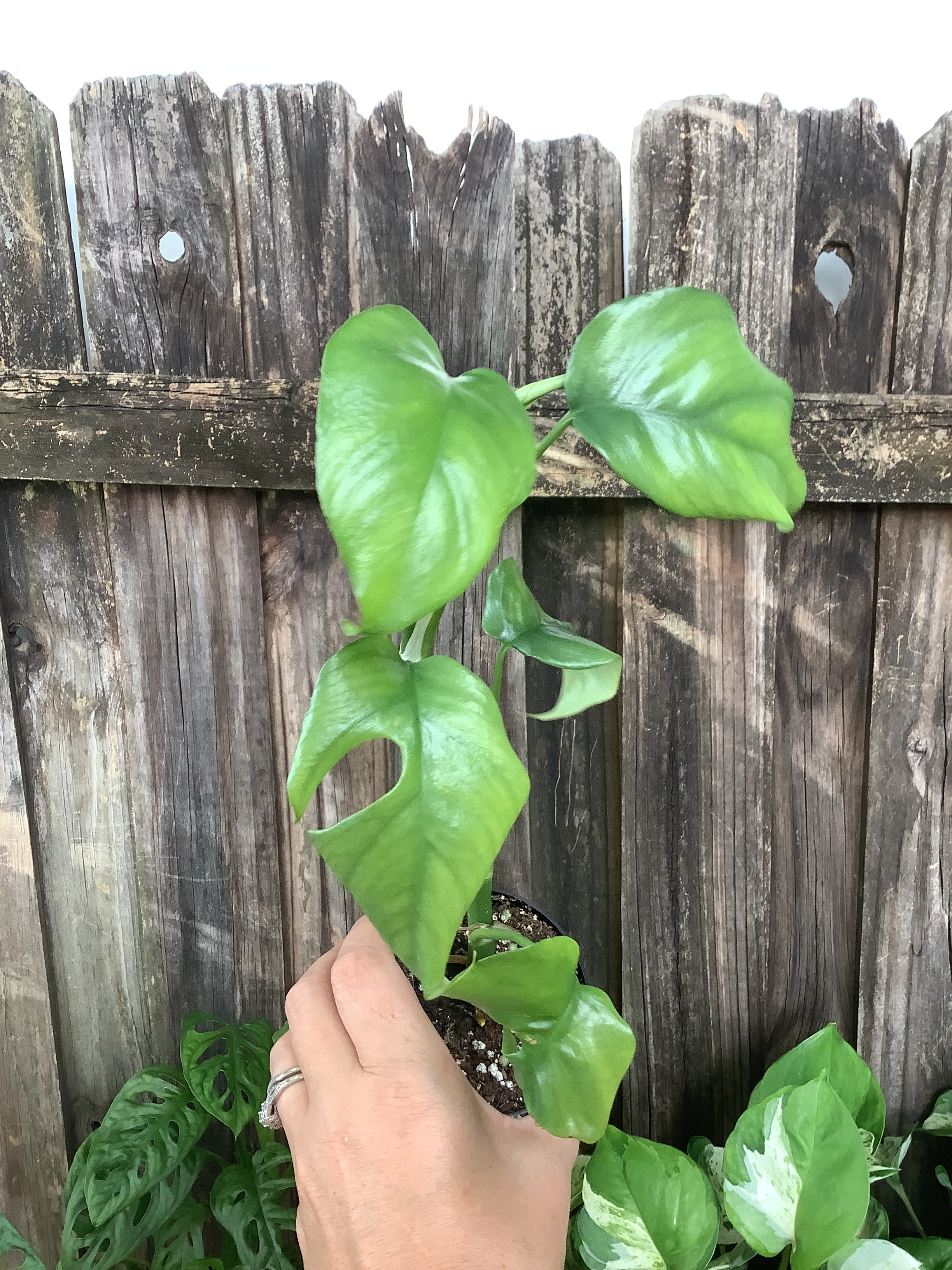 Mini Monstera (Rhaphidophora tetrasperma) | 3" Pot