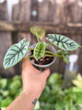 Alocasia 'Silver Dragon' | 4" Pot
