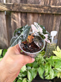 Alocasia 'Polly Snowflake' | 3" Pot
