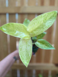Philodendron 'Painted Lady' | 4" Pot
