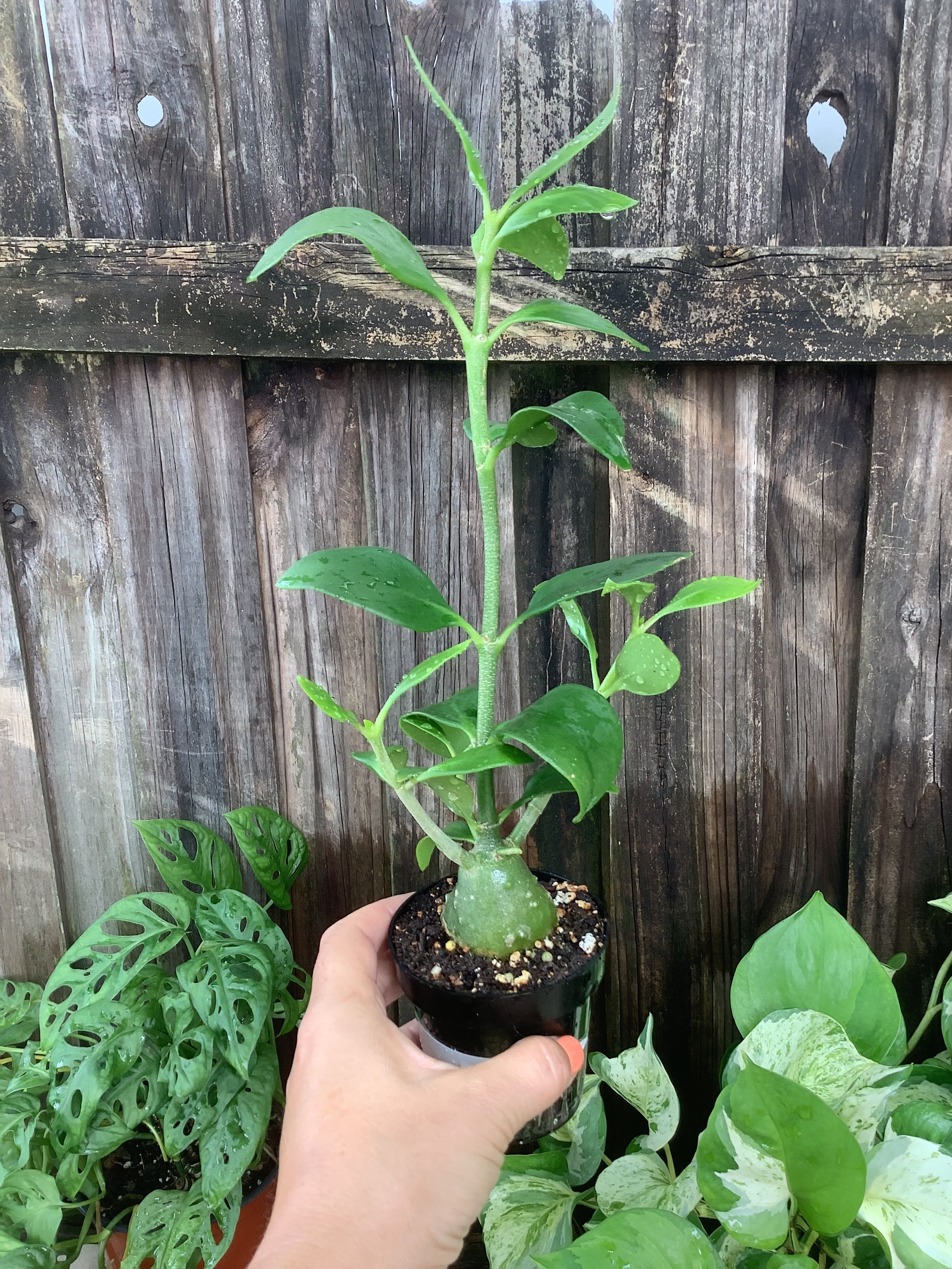 Ant Plant | 3" Pot