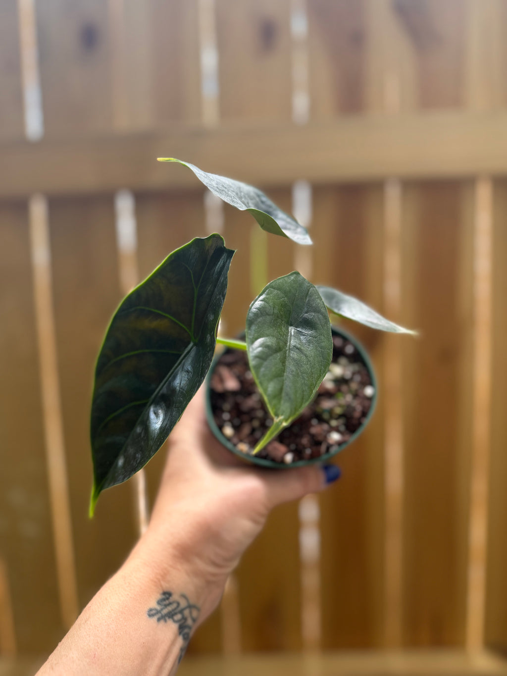 Alocasia ‘Green Unicorn’ | 4" Pot