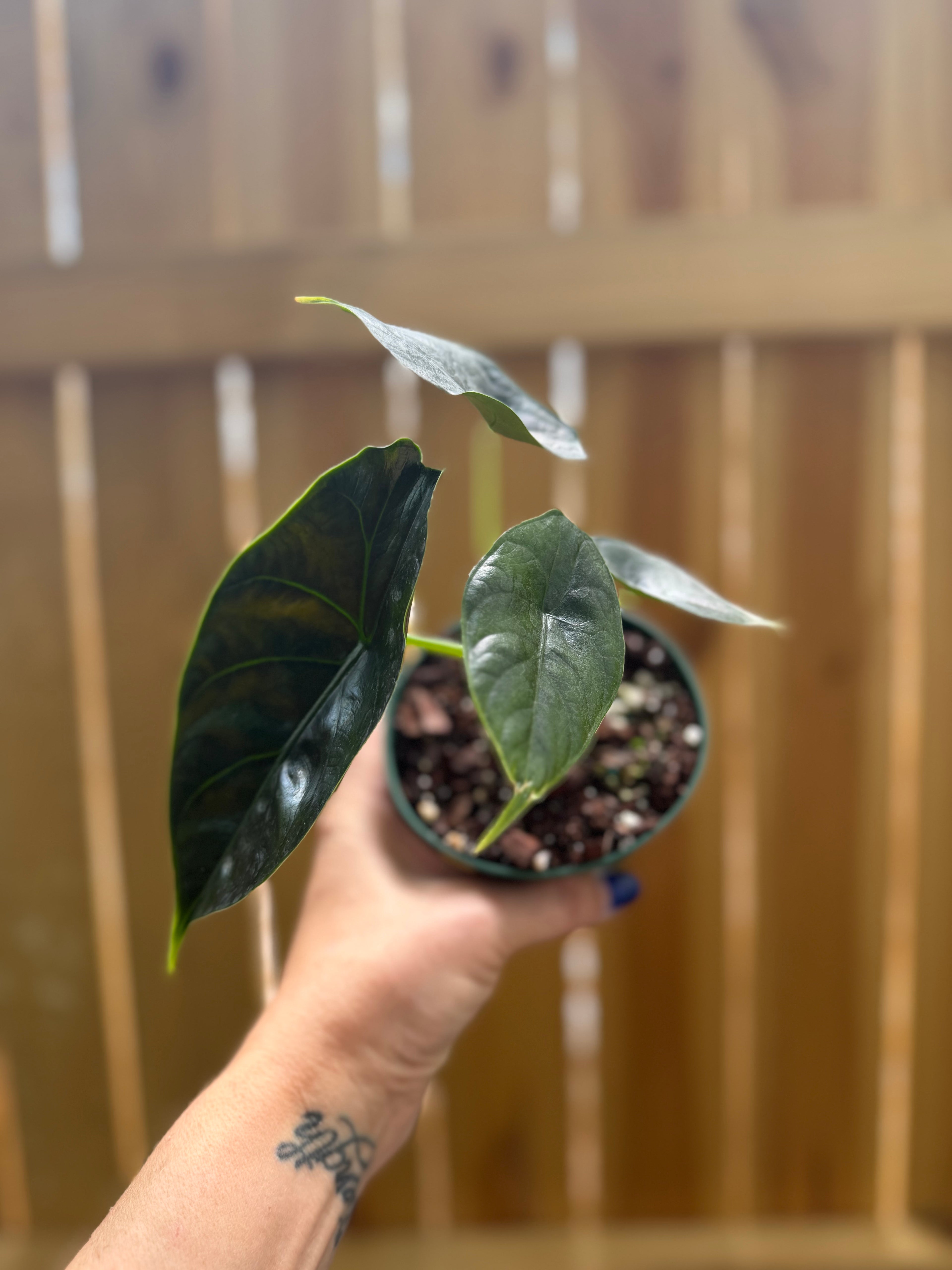 Alocasia ‘Green Unicorn’ | 4" Pot