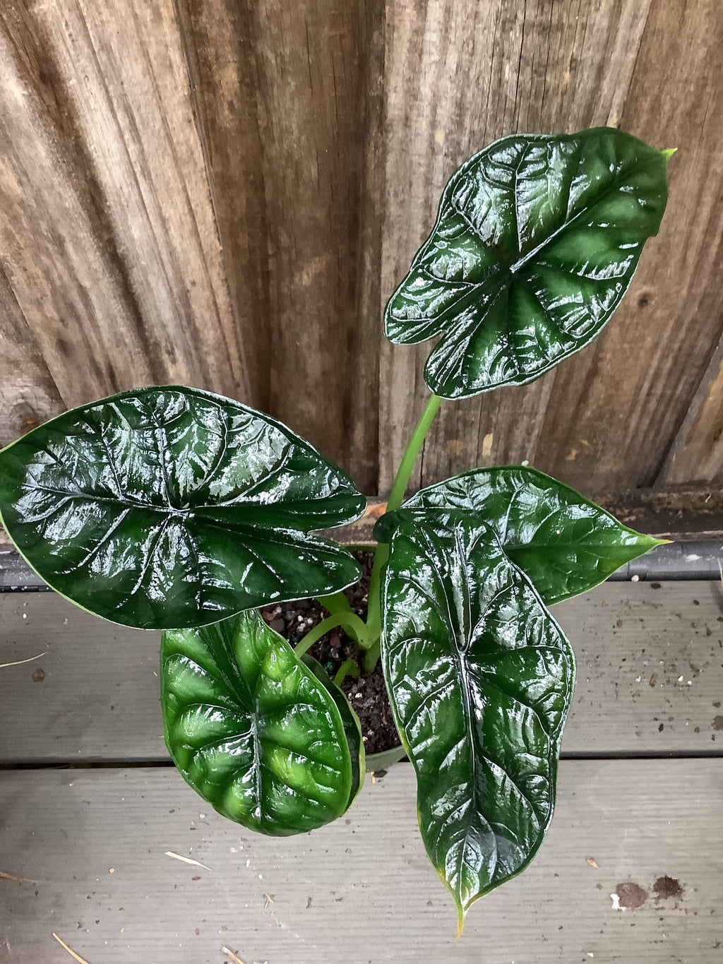 Alocasia 'Dragon Scale' | 4" Pot