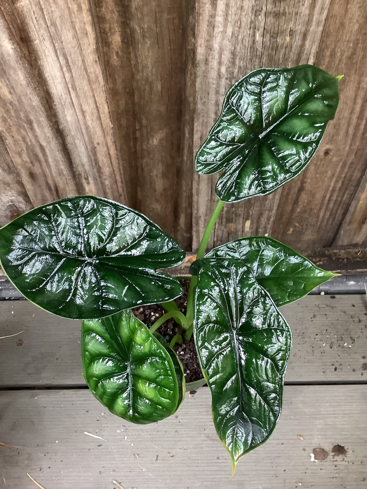 Alocasia 'Dragon Scale' | 4" Pot