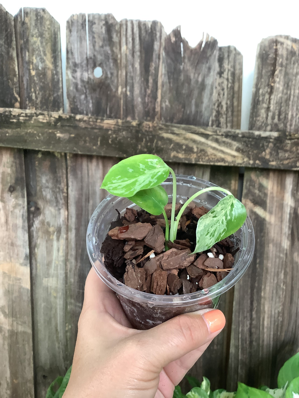 Monstera ‘Bulbasaur’ – 4” Pot