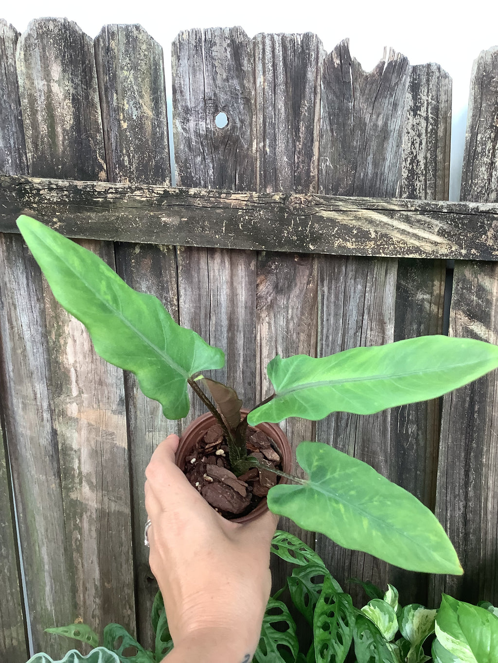 Alocasia 'Lauterbachiana' | 3" Pot