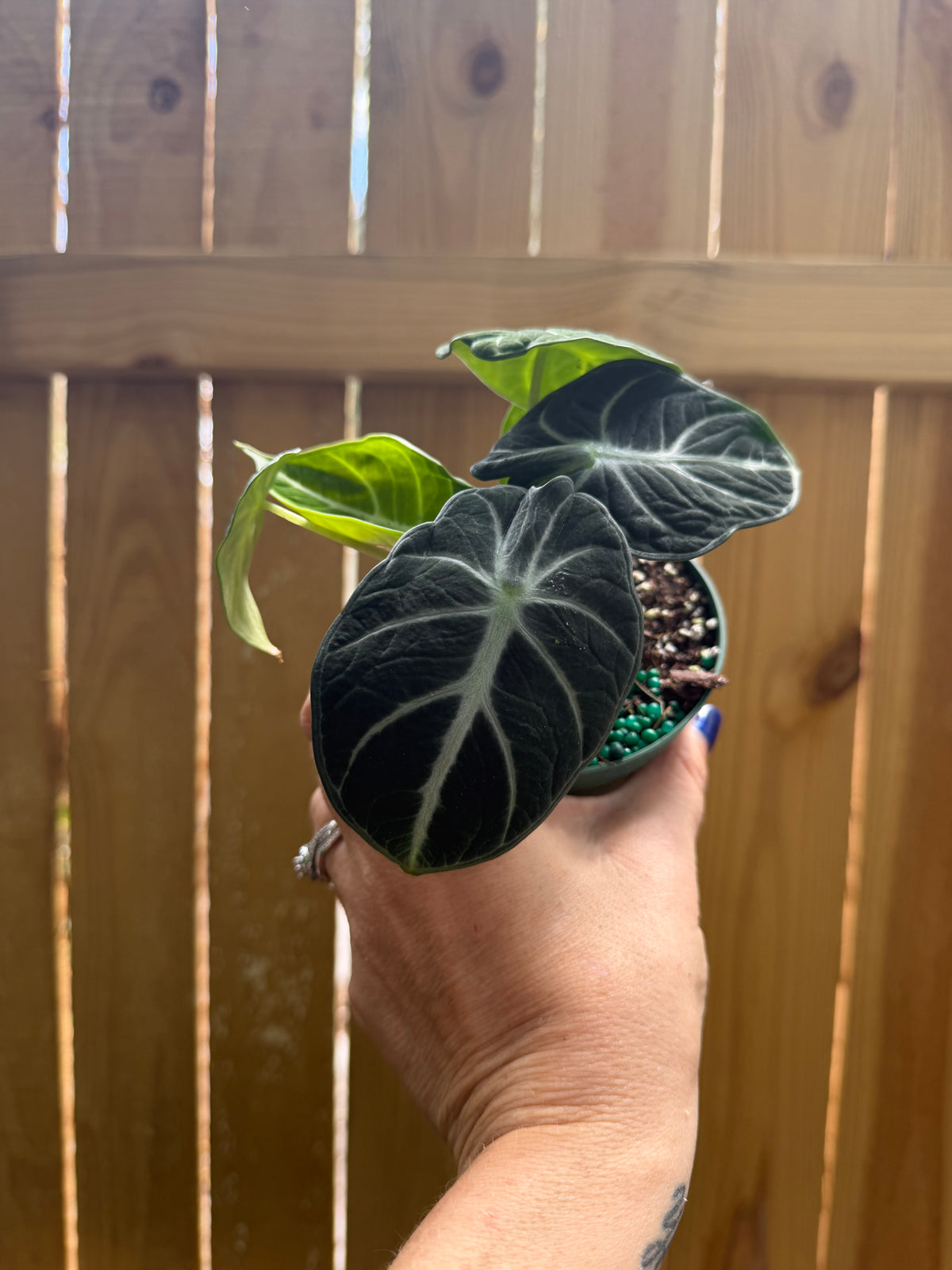 Alocasia ‘Ninja’ | 4" Pot