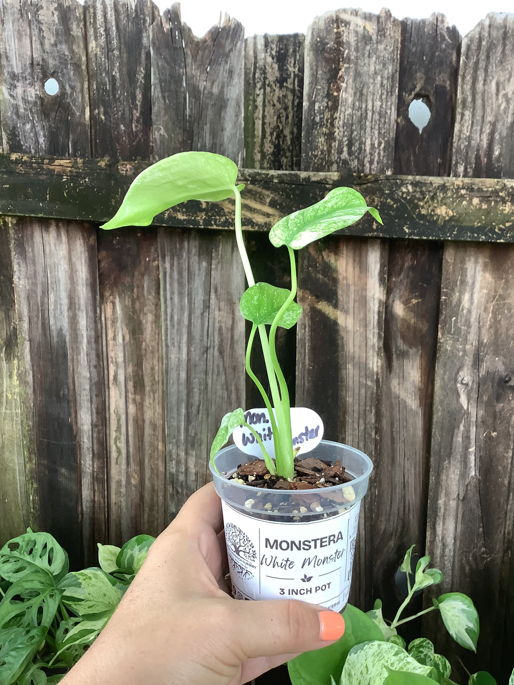 Monstera 'White Monster' | 3" Pot
