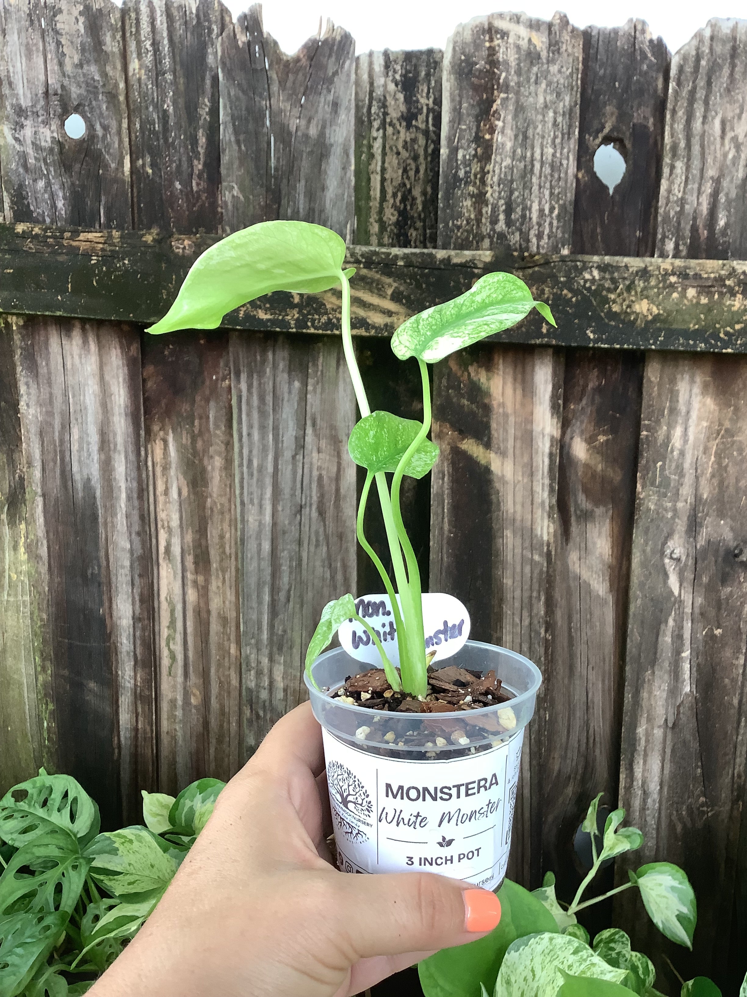 Monstera 'White Monster' | 3" Pot