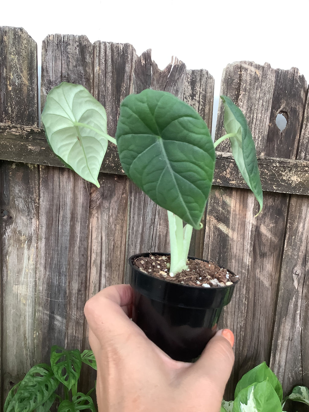 Alocasia ‘Maharani’ | 3” Pot