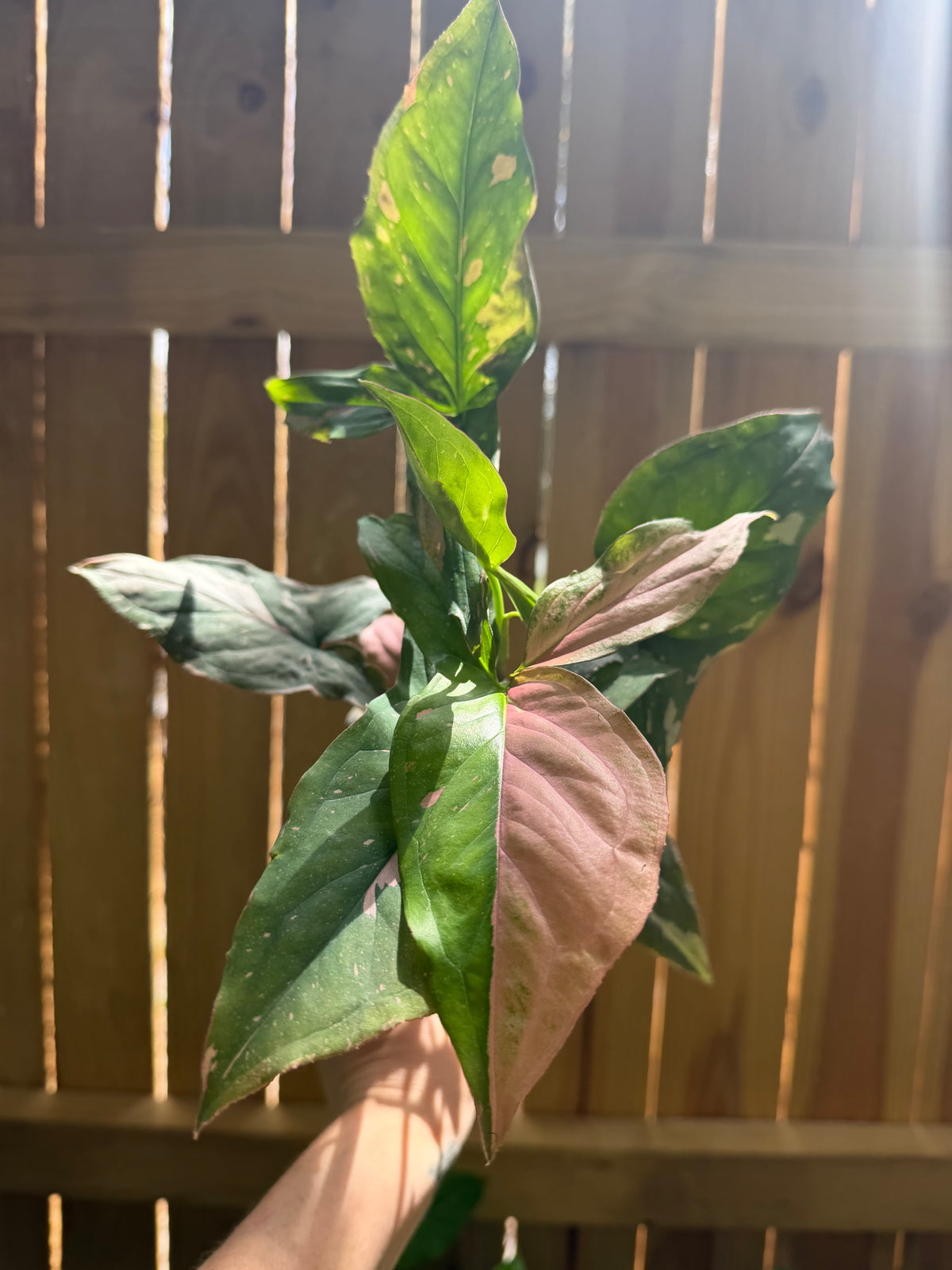 Syngonium ‘Pink Splash’ | 4" Pot