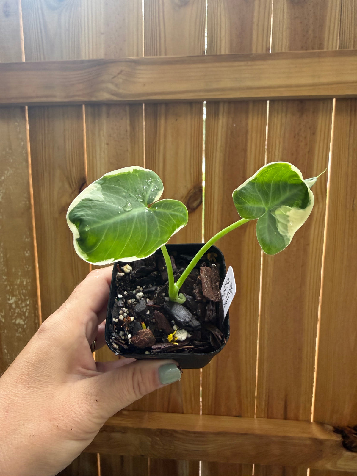 Xanthosoma ‘Mickey Mouse’ | 3" Pot