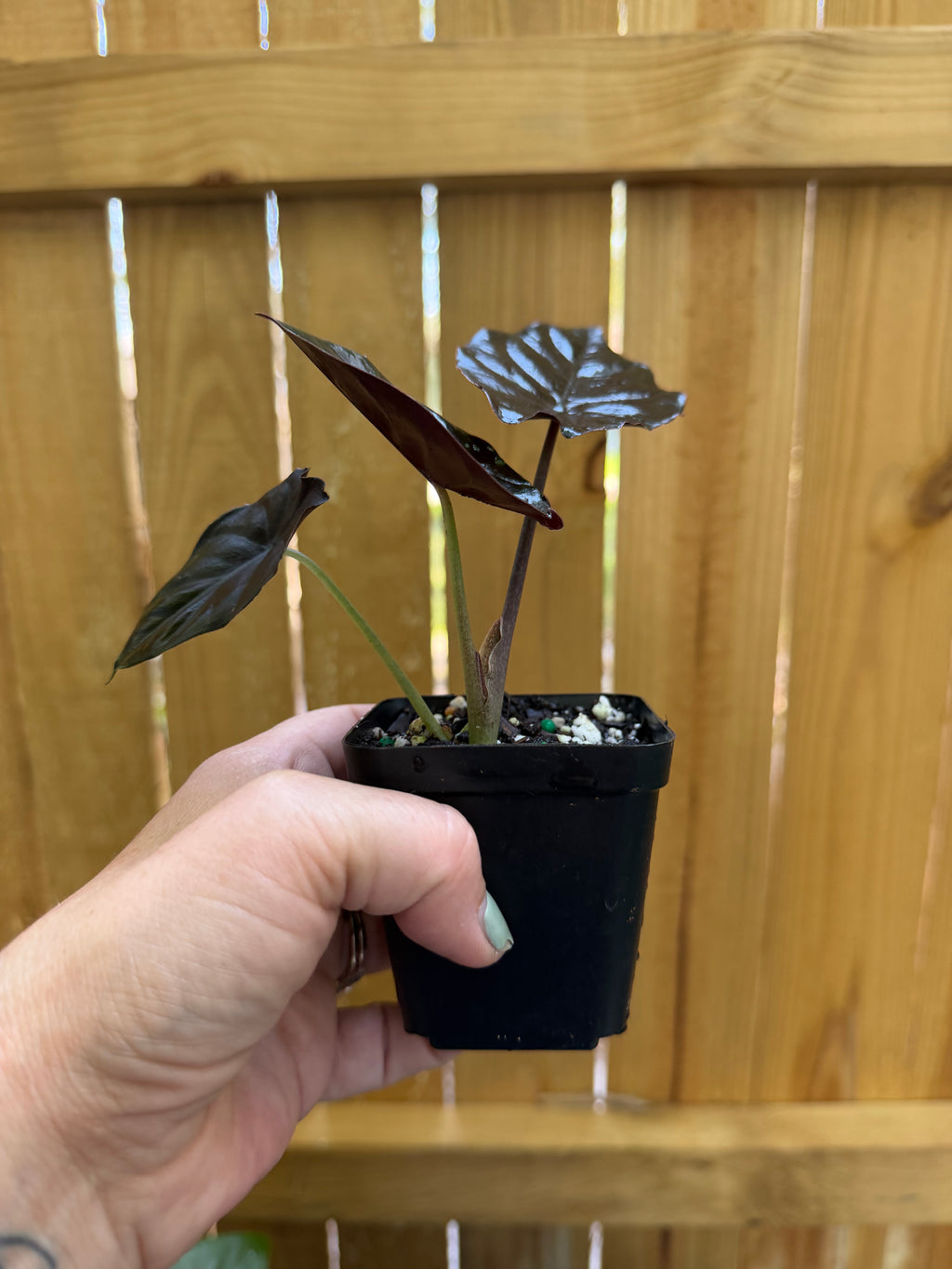 Alocasia ‘Black Magic’ | 3" Pot