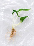 Alocasia ‘Loco’ | Tissue Culture
