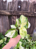 Pothos 'Manjula' | 3" Pot