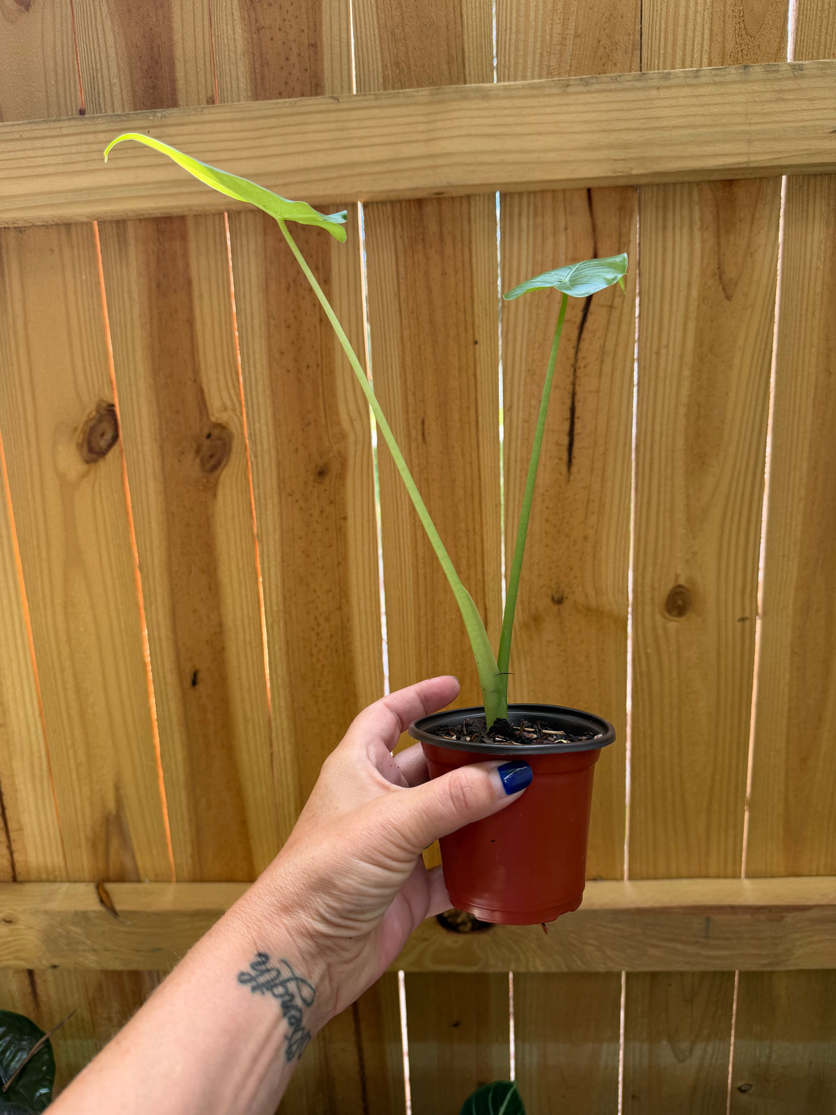 Alocasia ‘California’ | 3" Pot