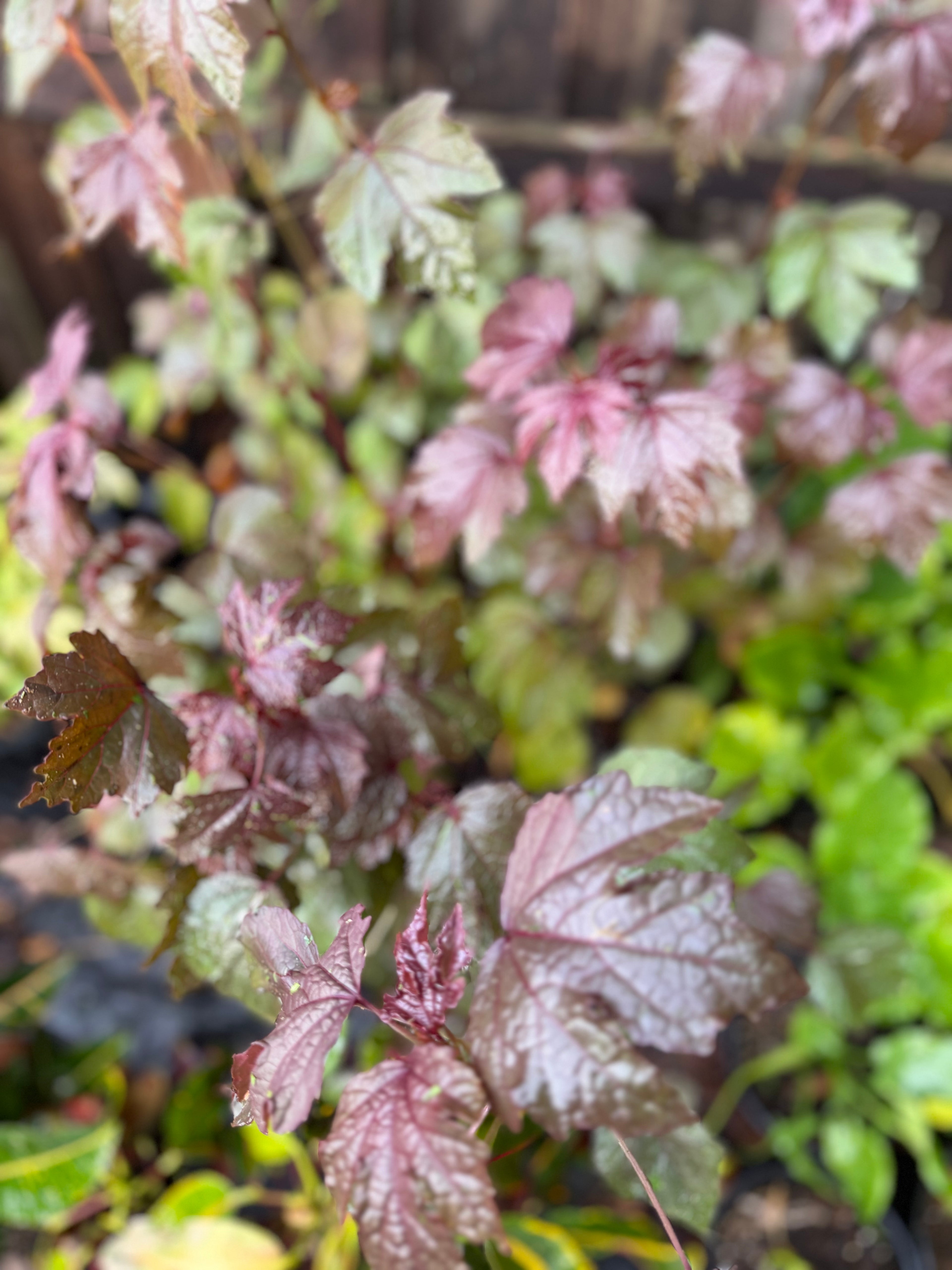 Cranberry Hibiscus (Hibiscus acetosella) | 1 Gallon