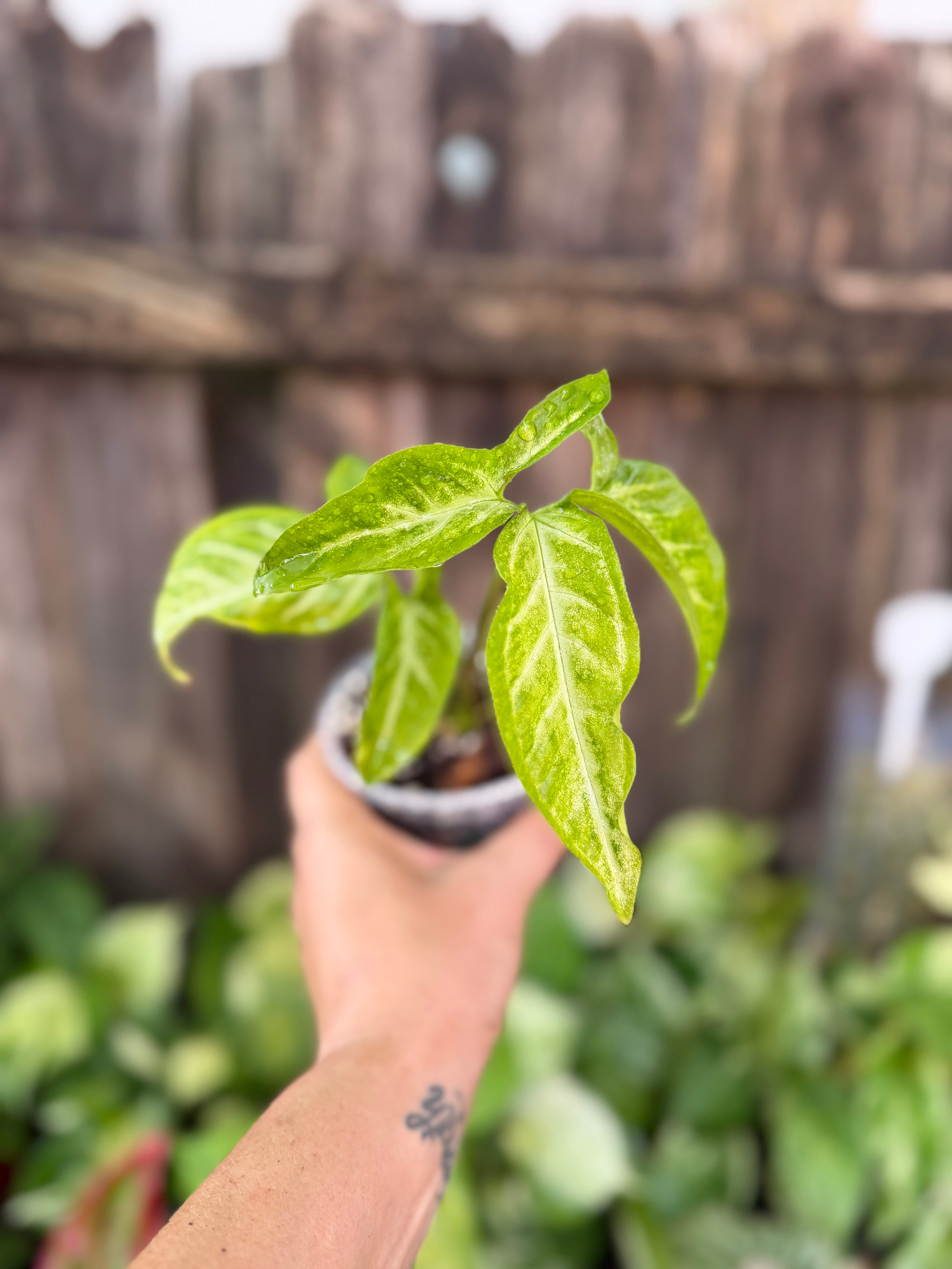 Syngonium 'Angustatum' | 4" Pot