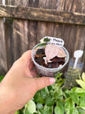Alocasia 'Variegated Heart Balloon' | 3" Pot