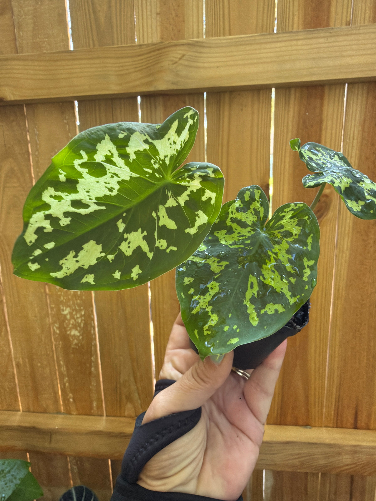 Caladium praetermissum ‘Hilo Beauty’ | 3" Pot