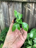 Philodendron 'Jose Buono' | Rooted Plug