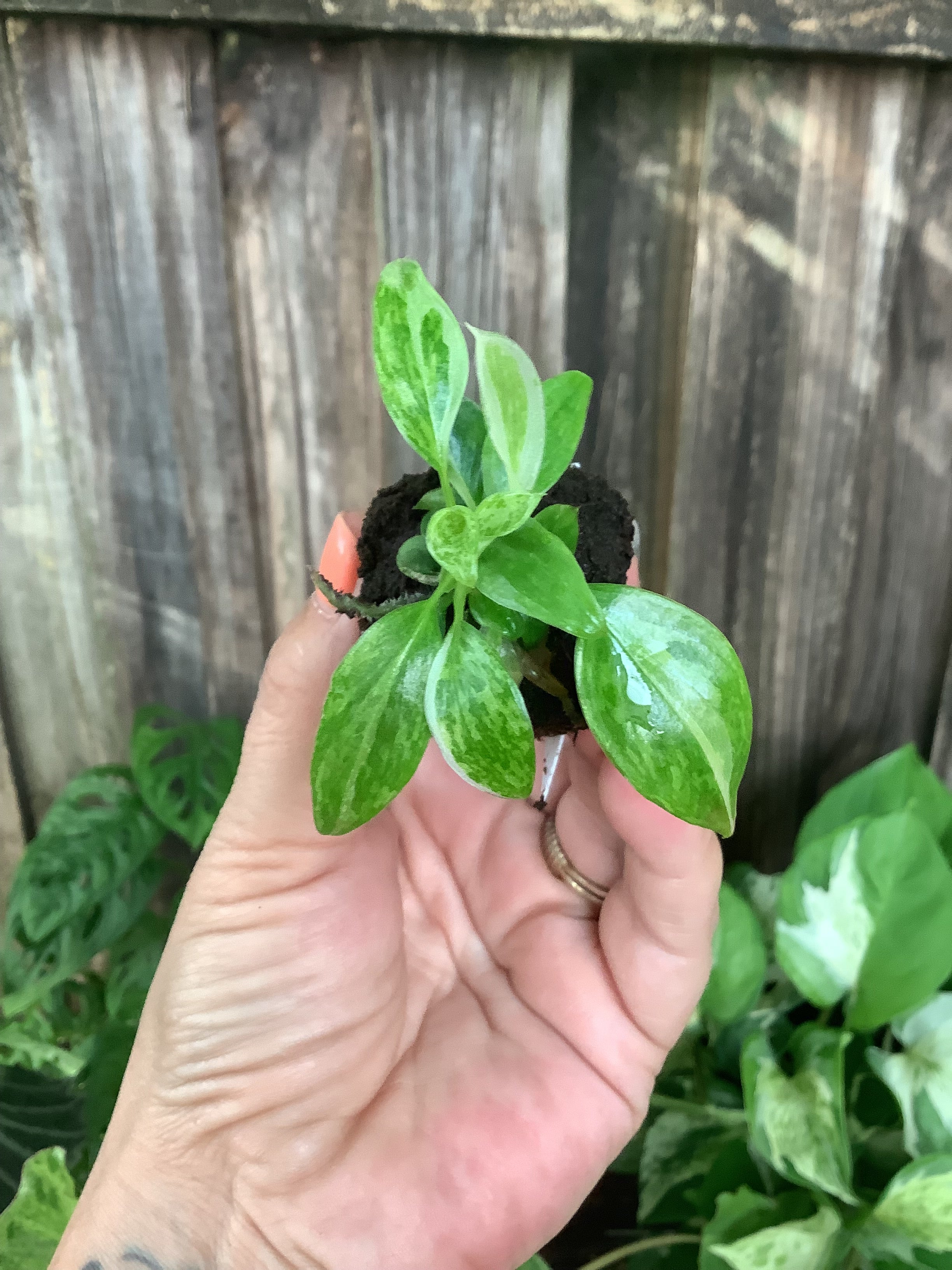 Philodendron 'Jose Buono' | Rooted Plug