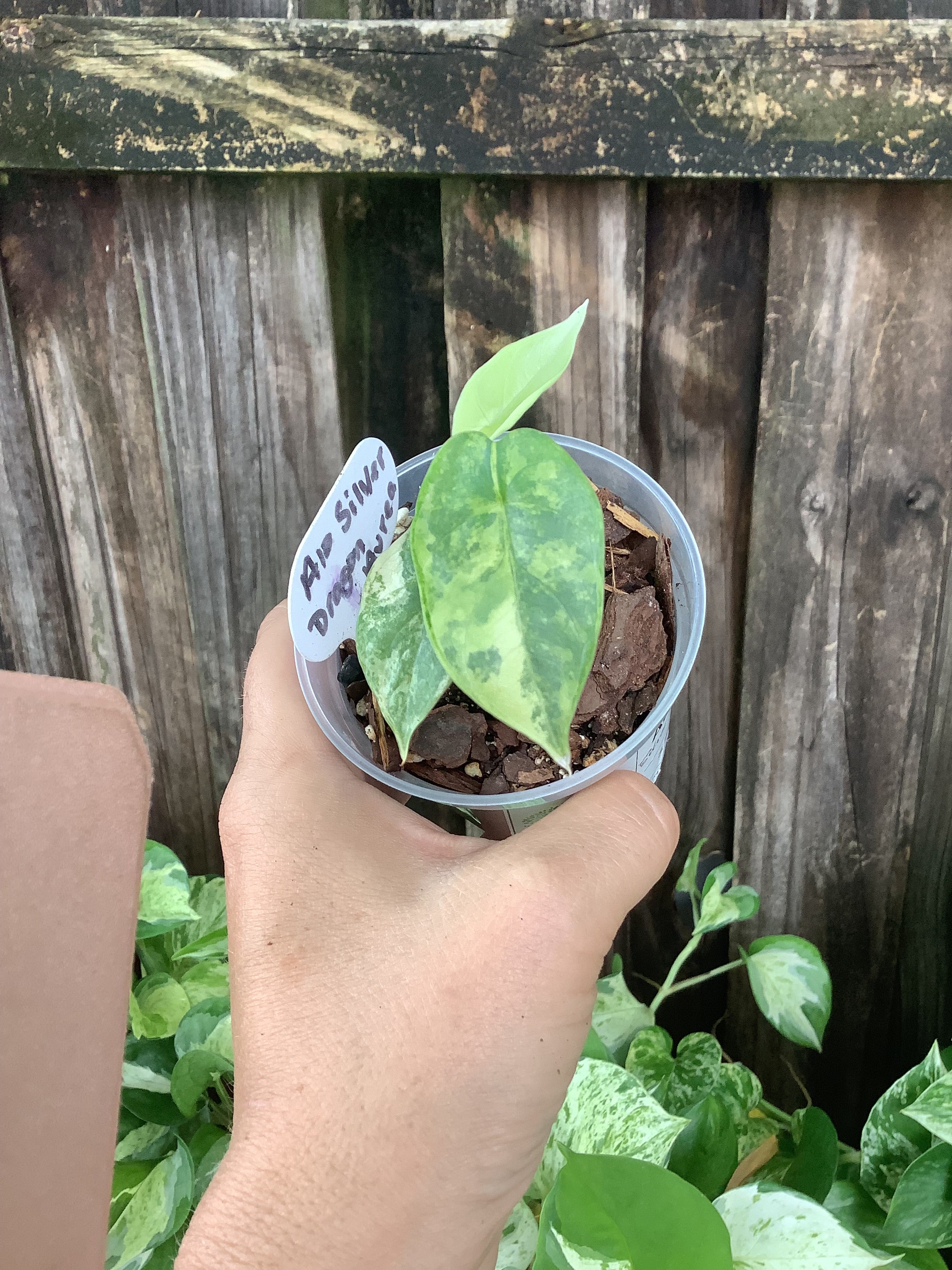 Alocasia 'Silver Dragon Aurea Variegated' | 3" Pot