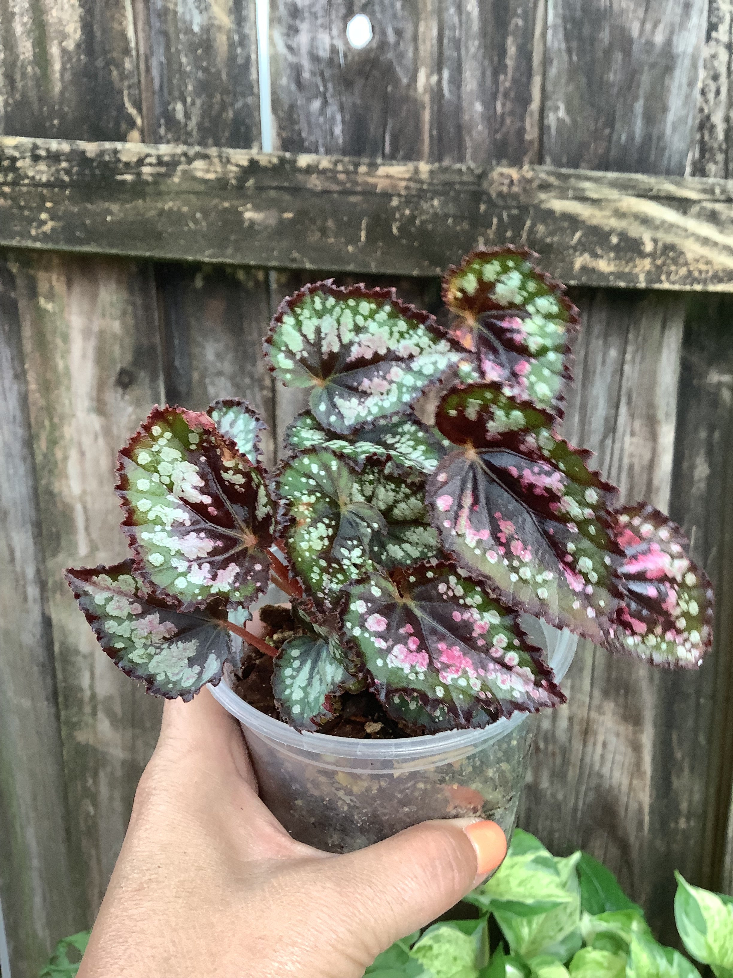 Begonia Rex | 3" Pot