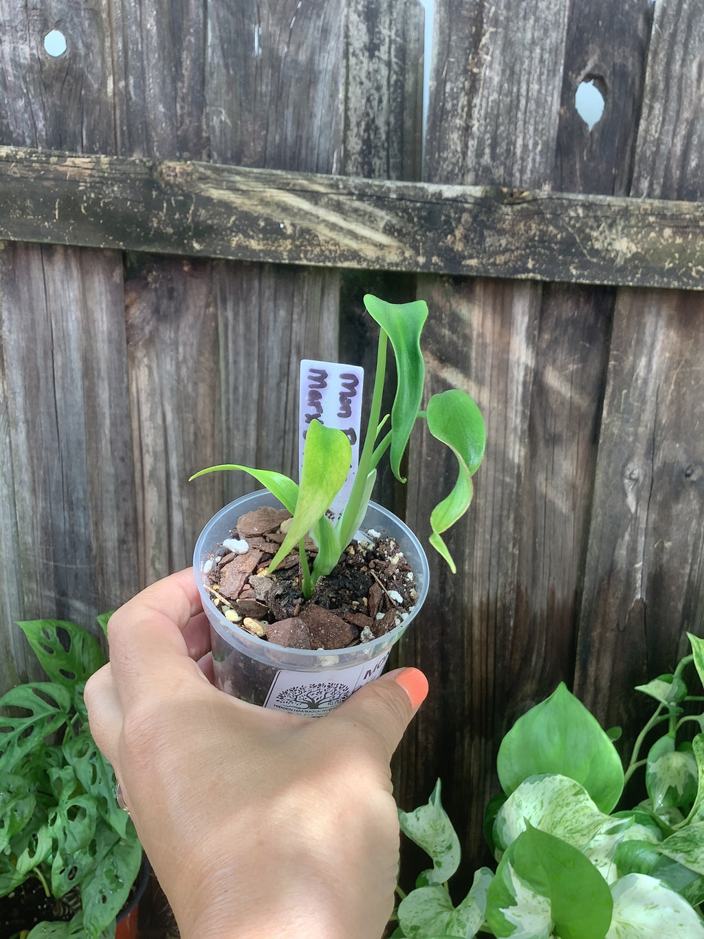 Monstera 'Burle Marx Flame' | 3" Pot