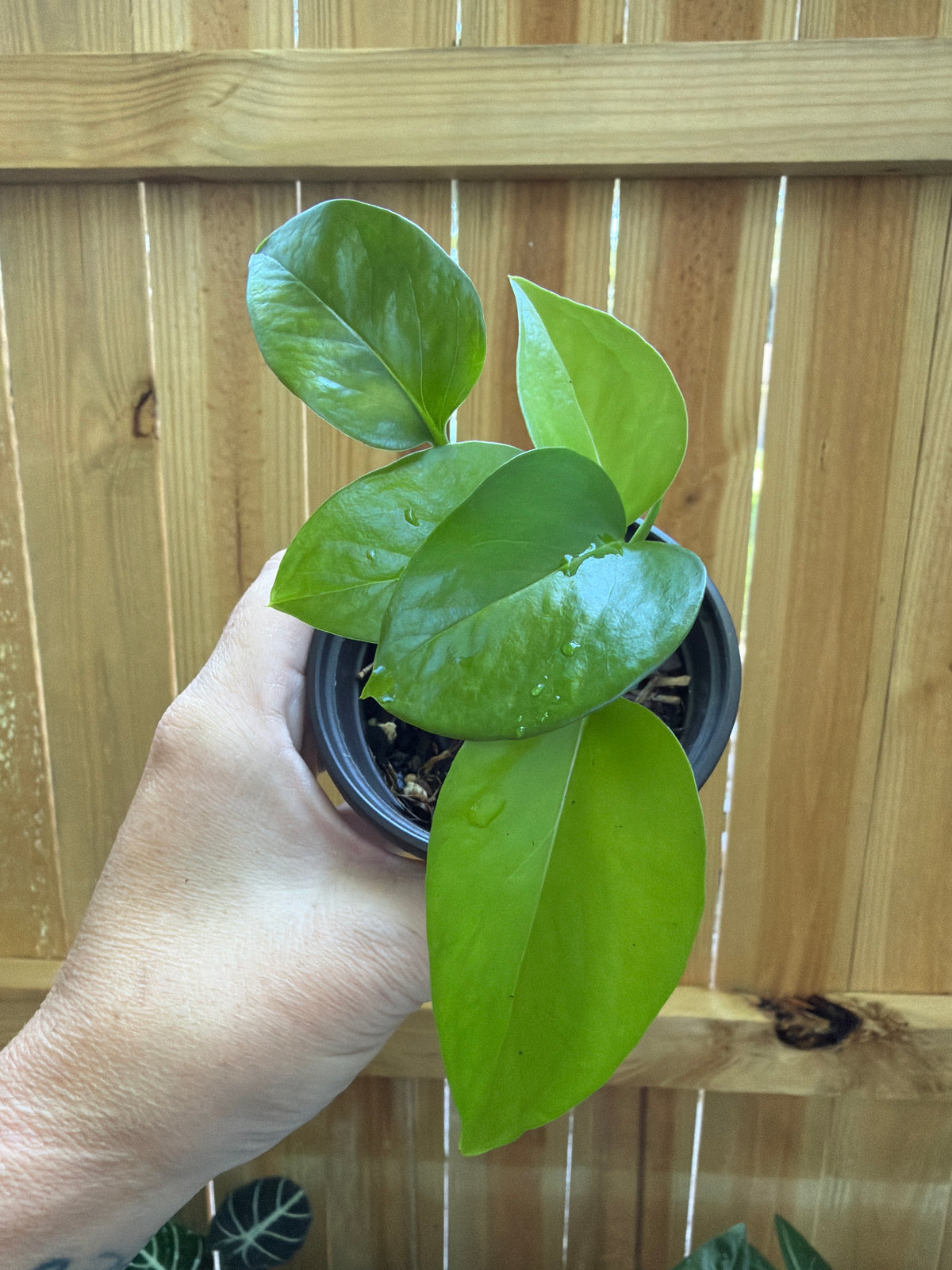 Epipremnum aureum ‘Jade’ | 3" Pot