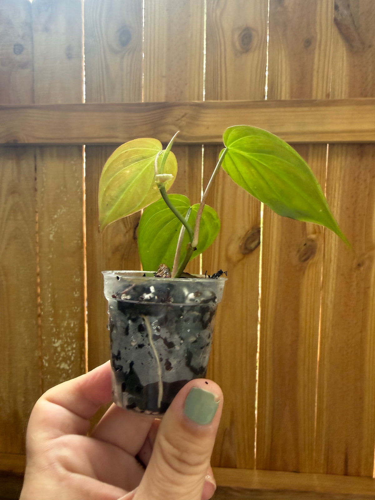 Philodendron hederaceum ‘Micans’ | 2" Pot