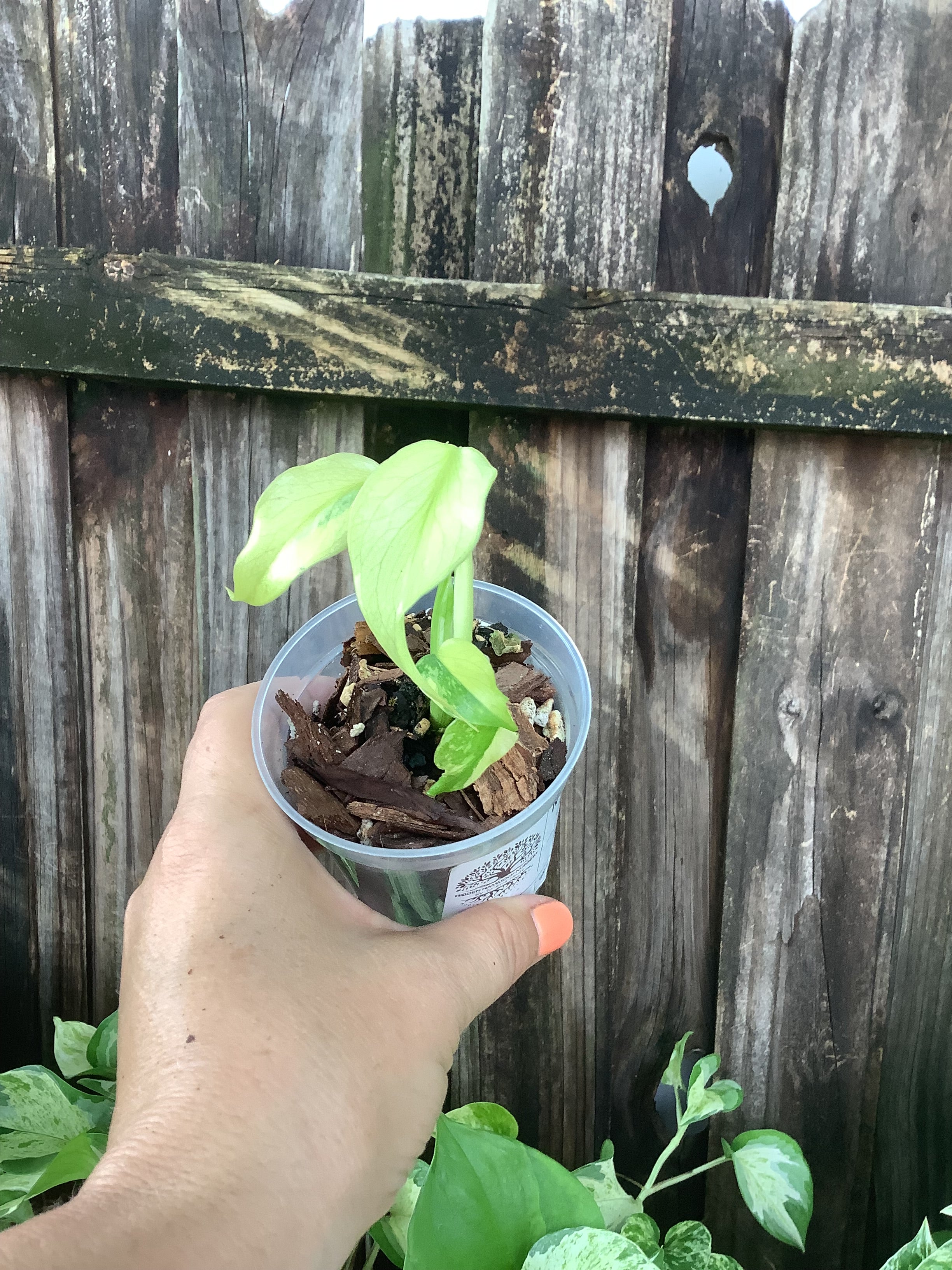 Monstera ‘Electrolyte’ | 3” Pot