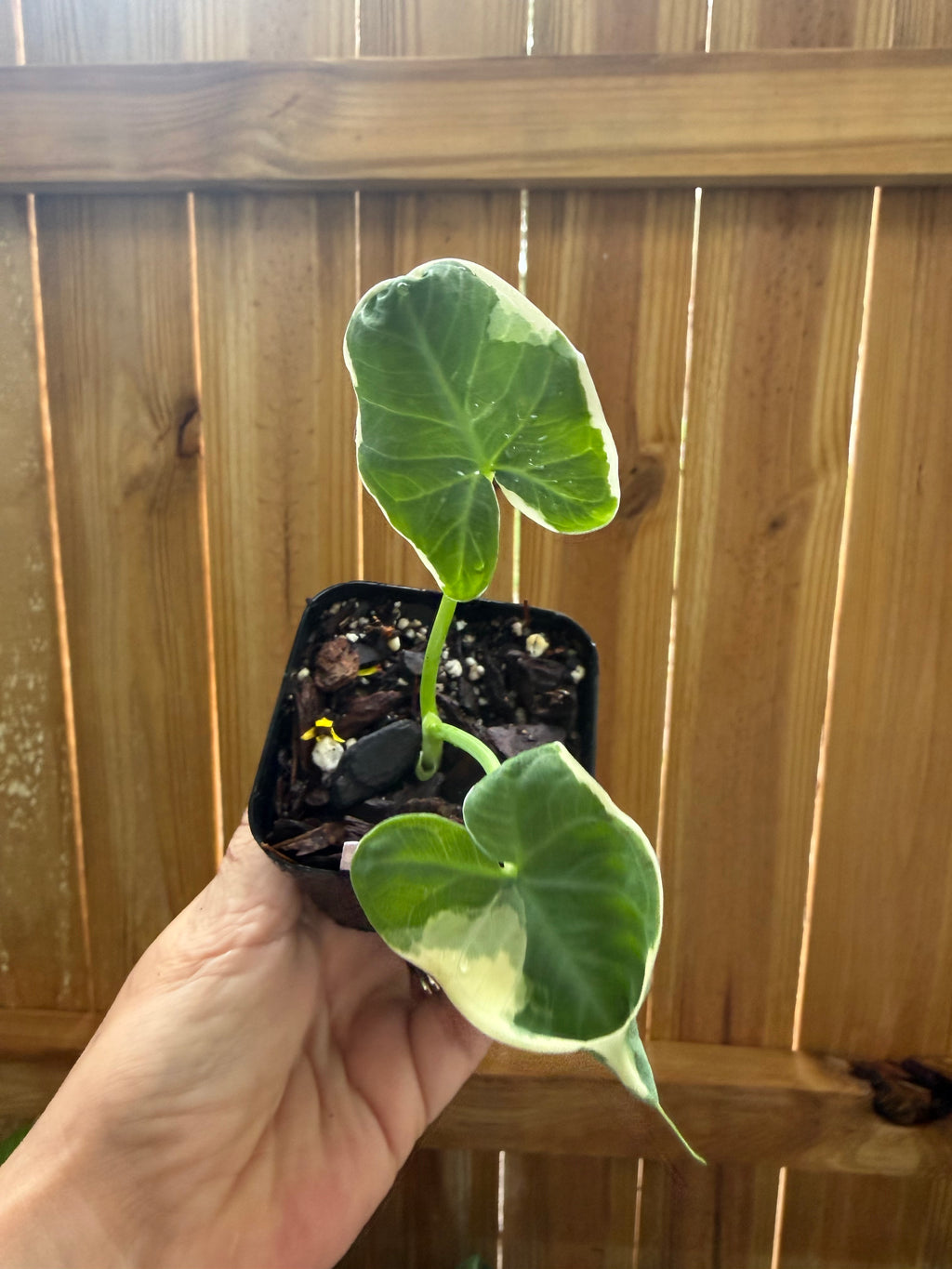 Xanthosoma ‘Mickey Mouse’ | 3" Pot