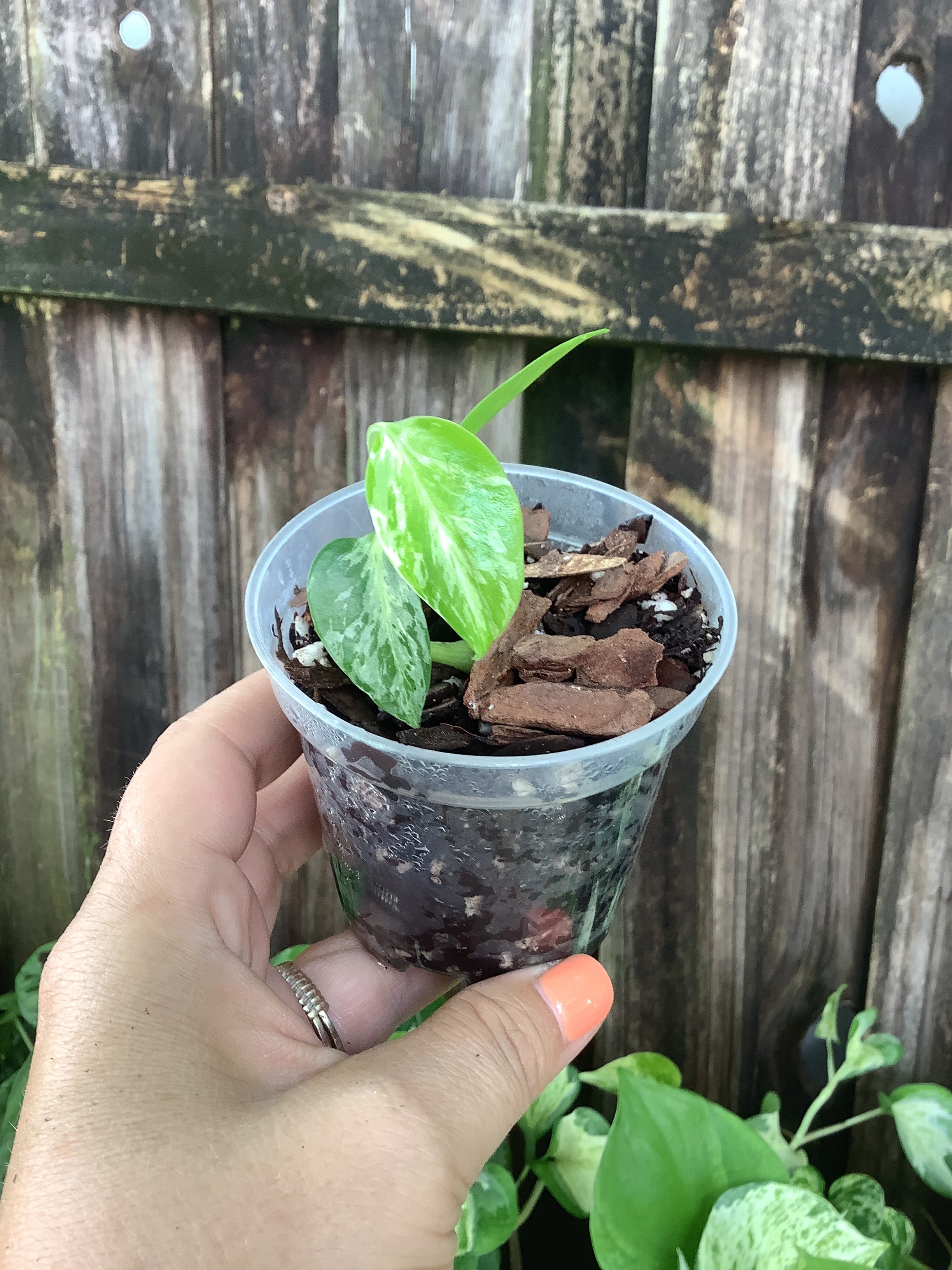 Monstera ‘Bulbasaur’ | 3” Pot