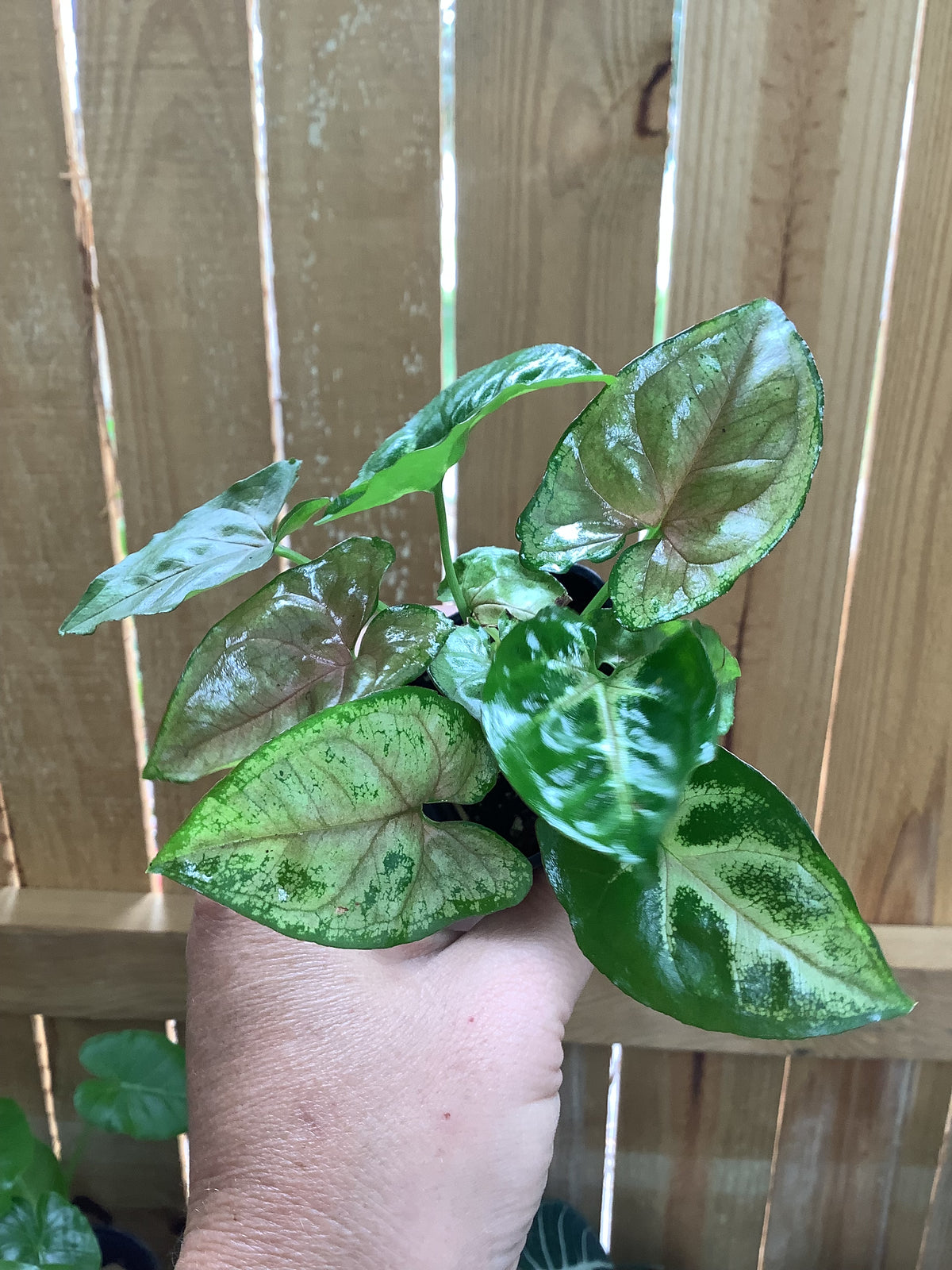 Syngonium podophyllum ‘Berry Allusion’ | 2" Pot