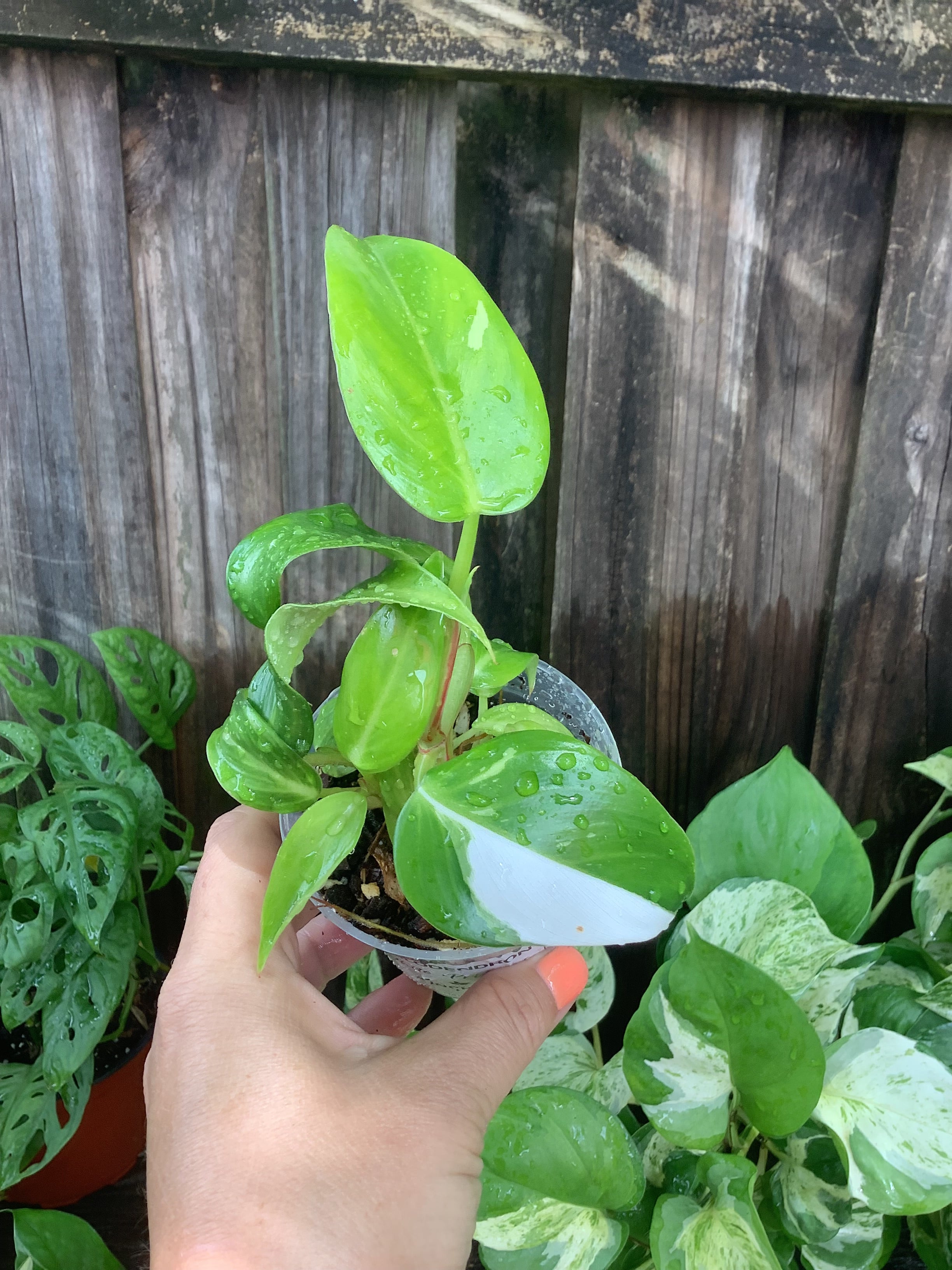 Philodendron 'White Princess' | 3" Pot