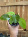 Epipremnum aureum ‘Jade’ | 3" Pot