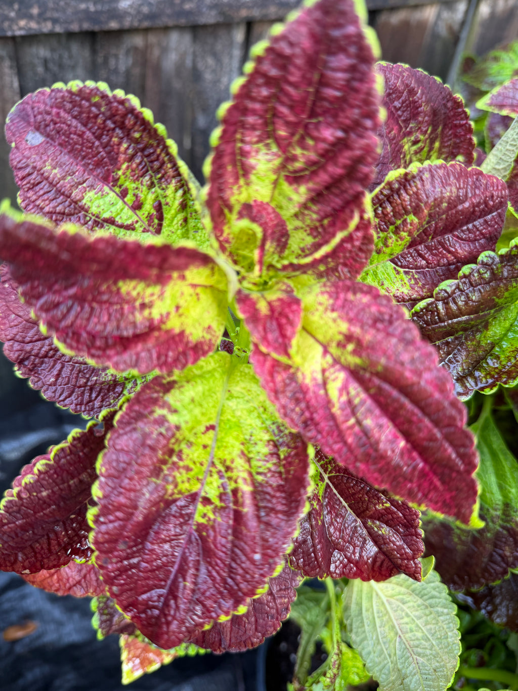 Coleus 'Lord Voldemort' | 1 Gallon