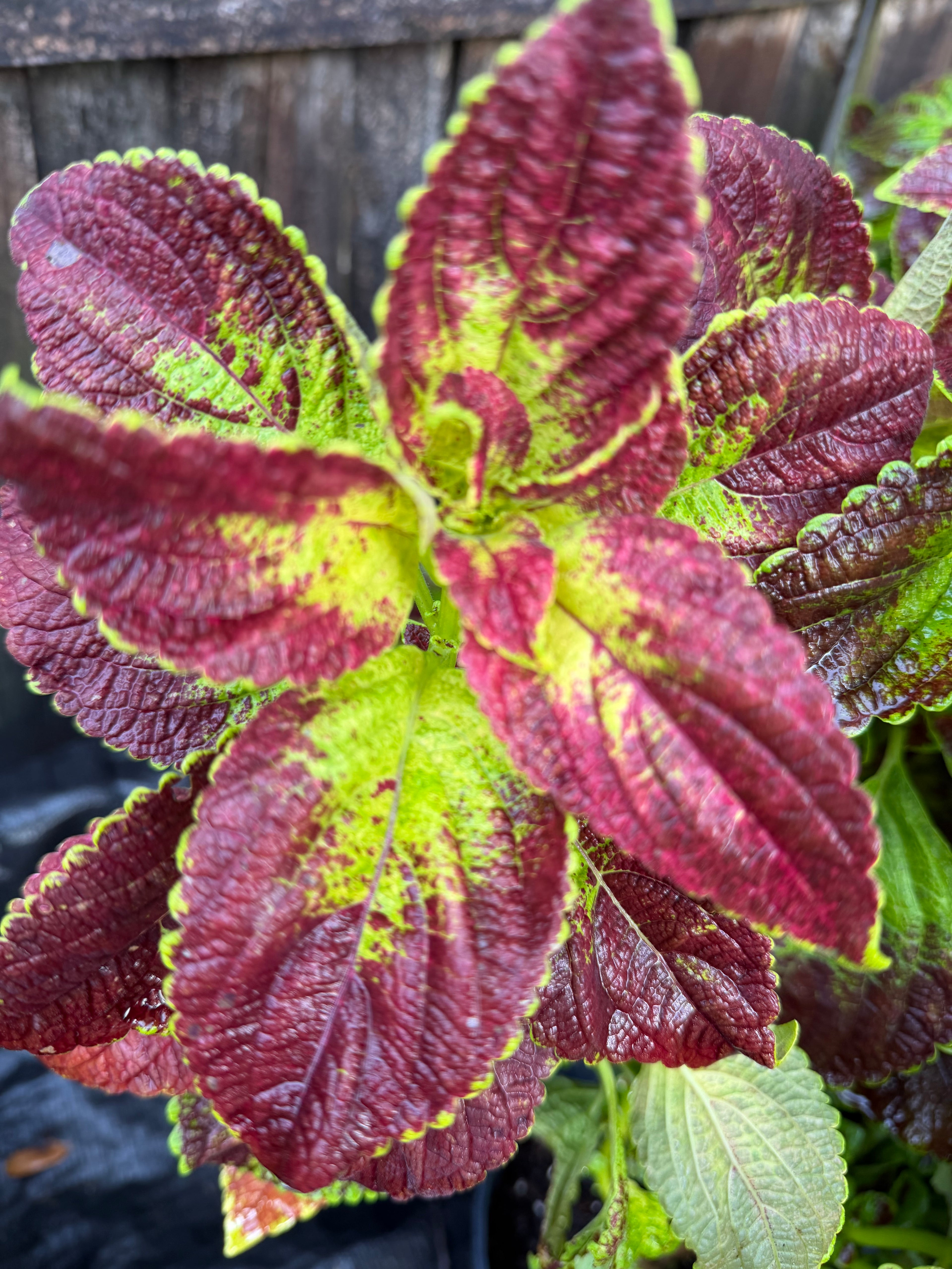 Coleus 'Lord Voldemort' | 1 Gallon