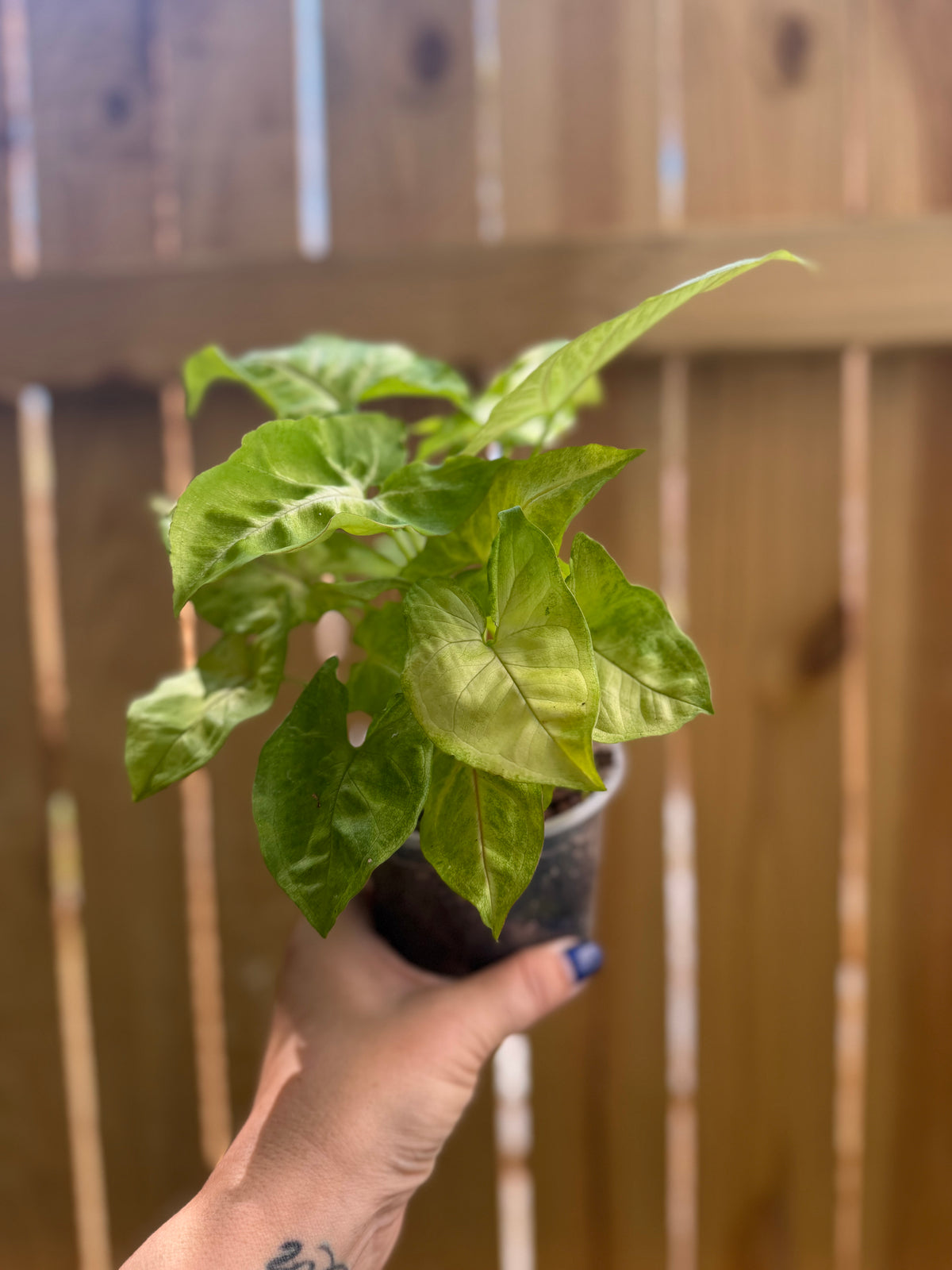 Syngonium 'Gold Allusion' | 4" Pot