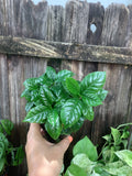 Coffee Plant (Coffea arabica) | 3" Pot