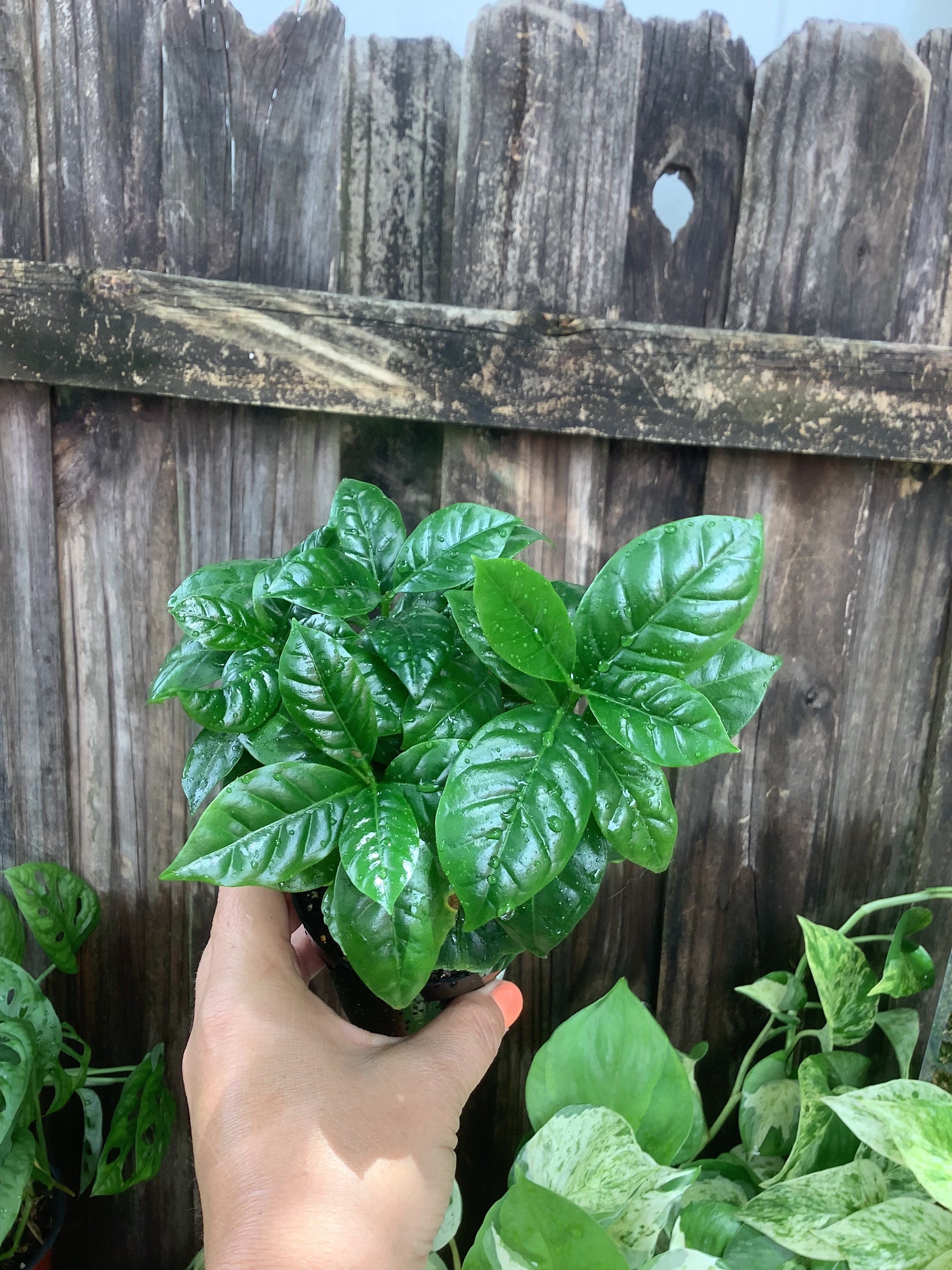 Coffee Plant (Coffea arabica) | 3" Pot