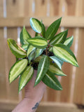 Hoya latifolia 'Pot of Gold' | 4" Pot