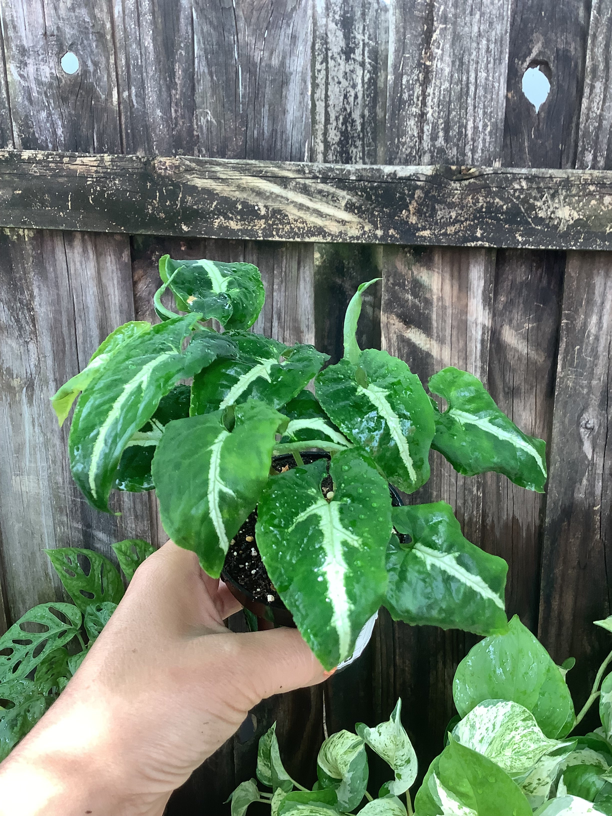 Syngonium 'Wendlandii' | 3" Pot