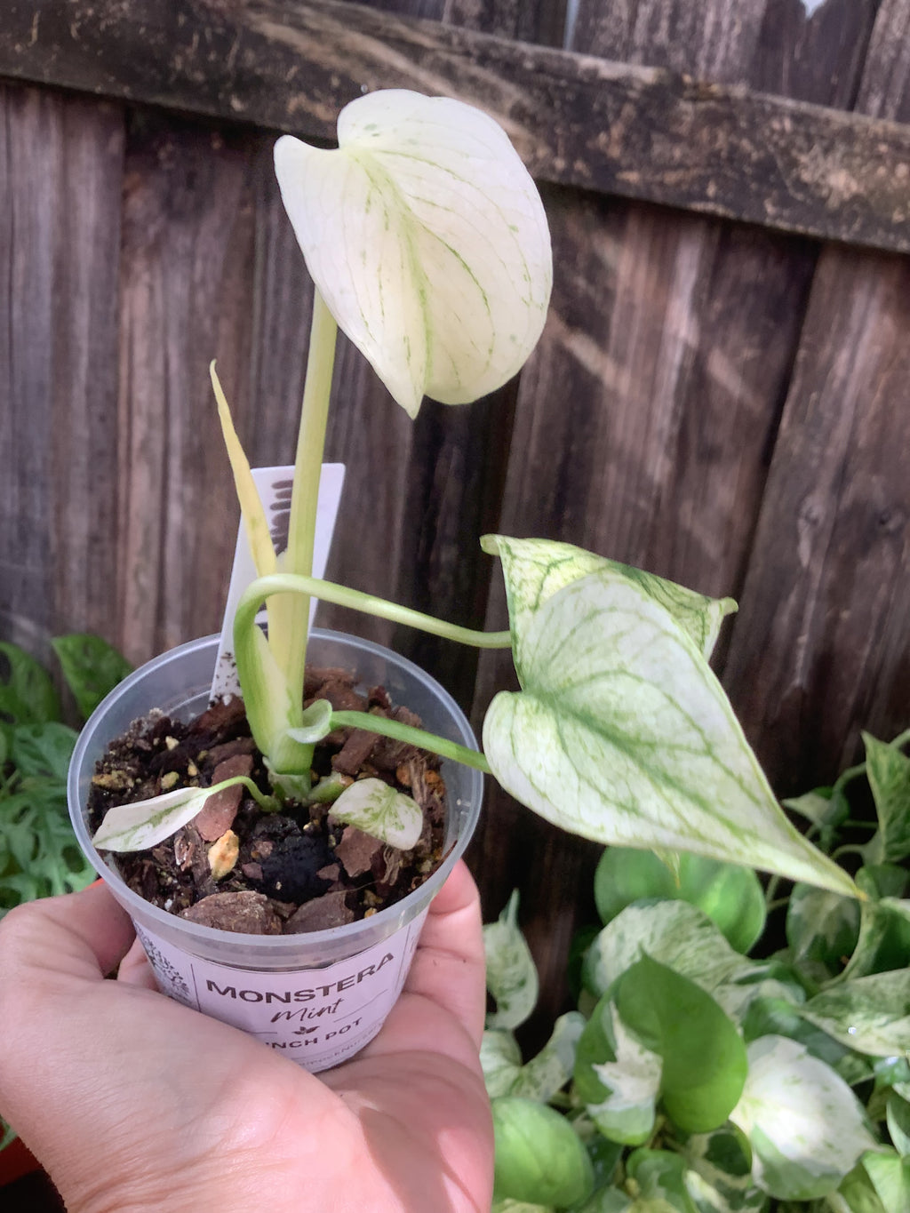 Monstera 'Mint' | 3" Pot