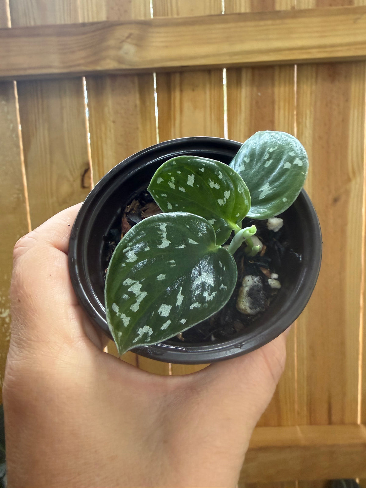 Scindapsus pictus ‘Argyraeus’ (Satin Pothos) | 3" Pot